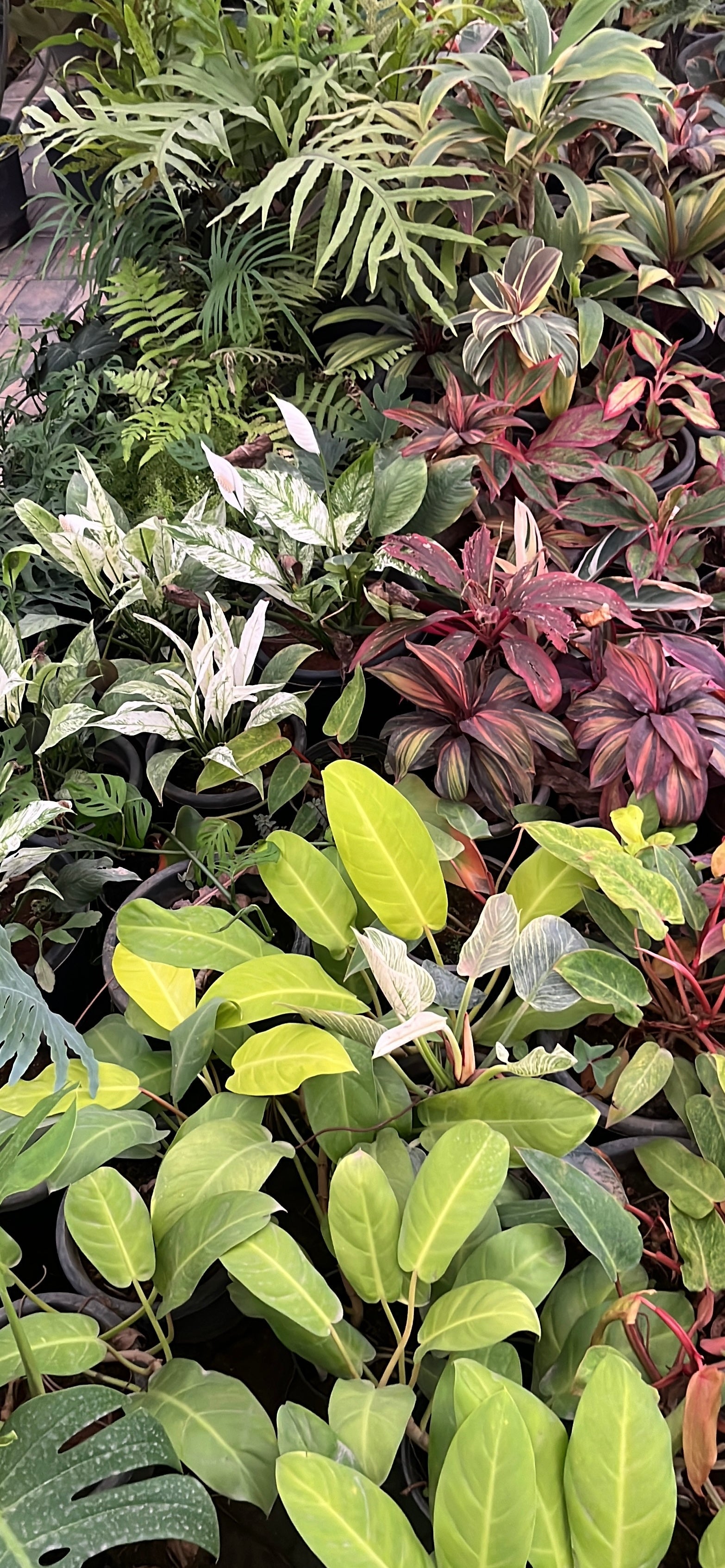 Plants