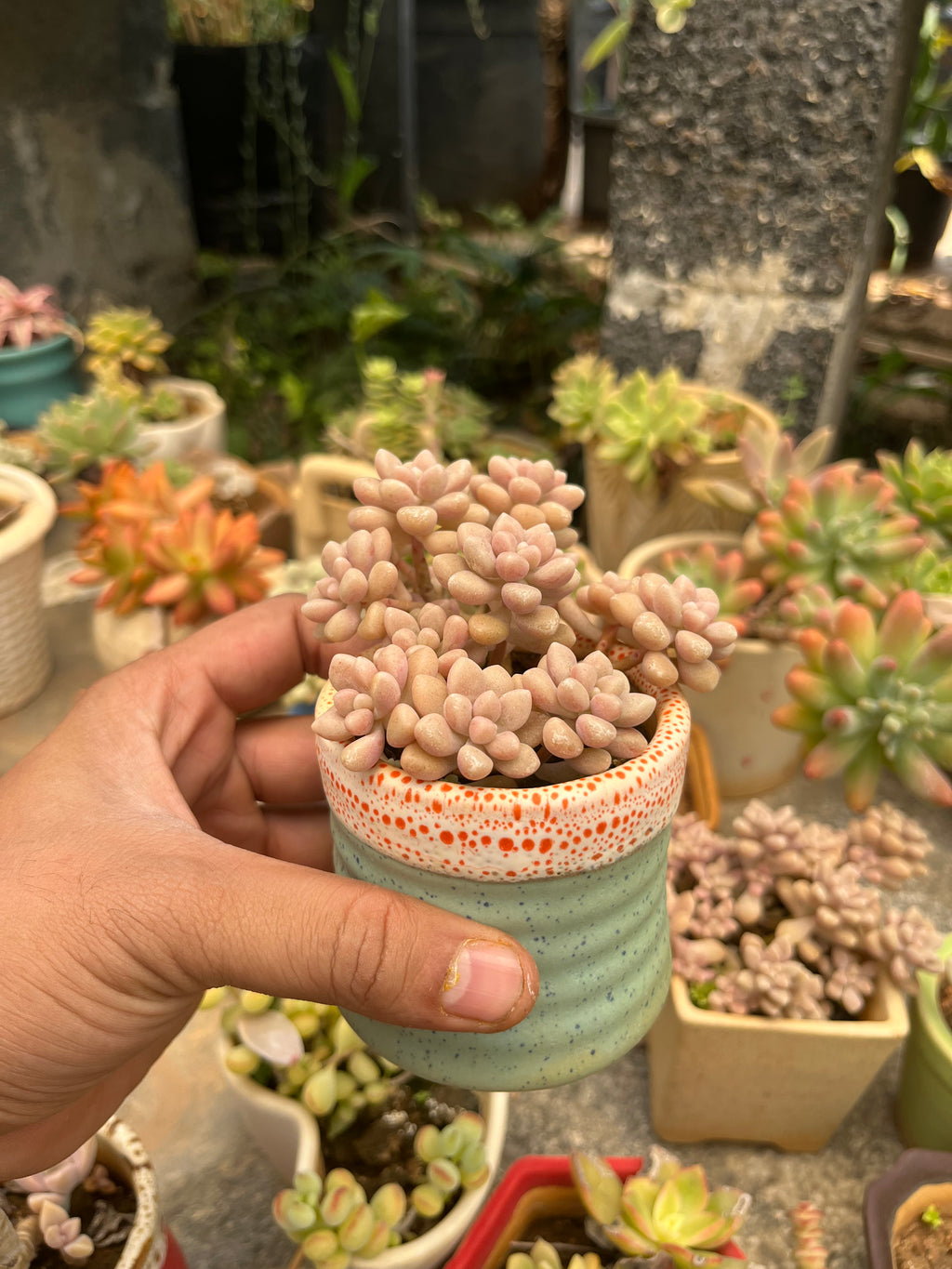 Graptopetalum Mirinae