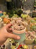 Graptopetalum Mirinae