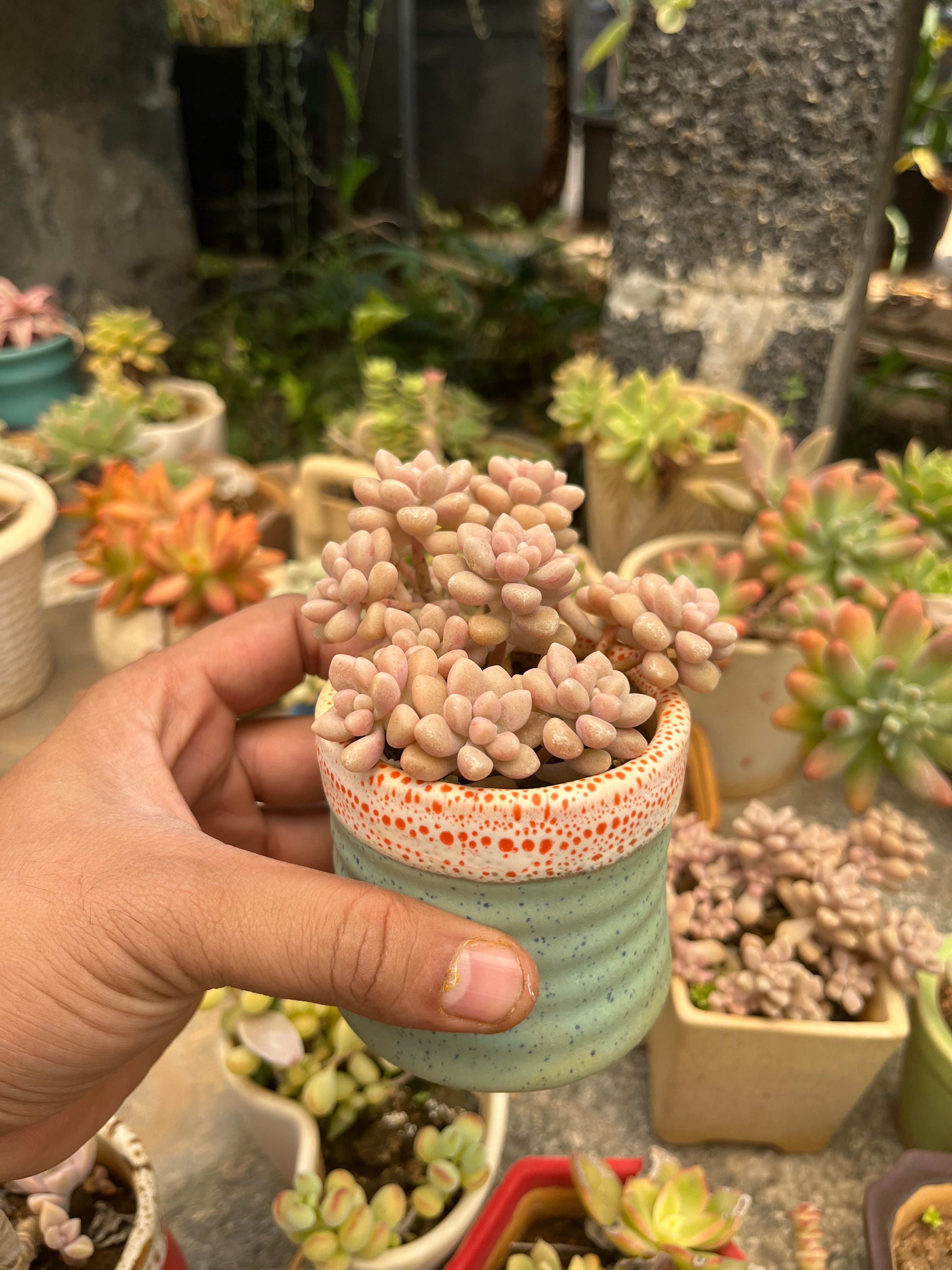 Graptopetalum Mirinae