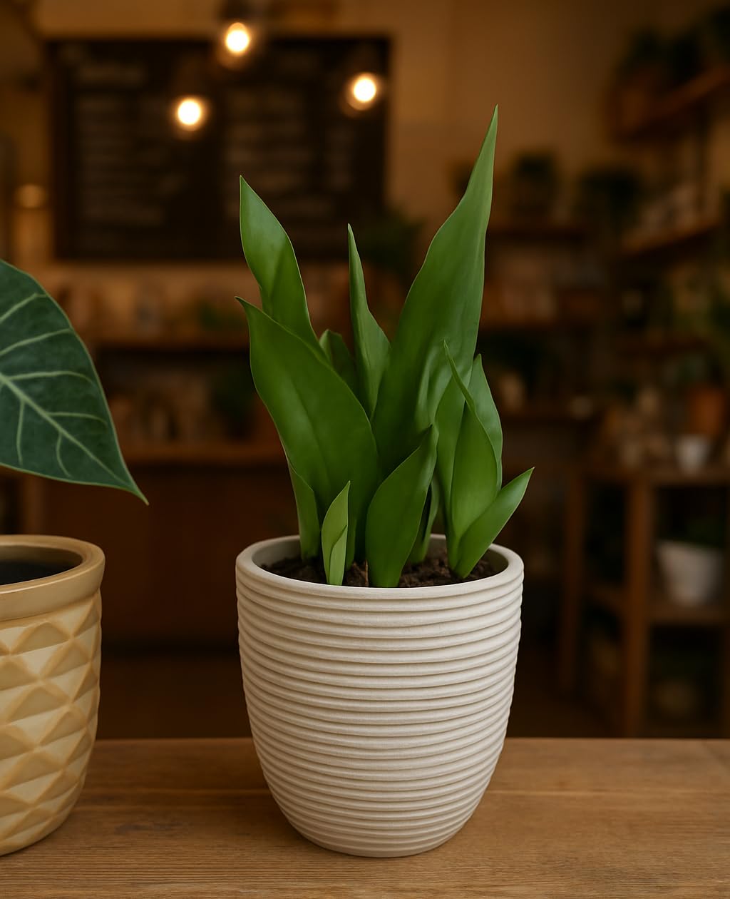 UrbanRoots Linea Ceramic Pot (Medium)