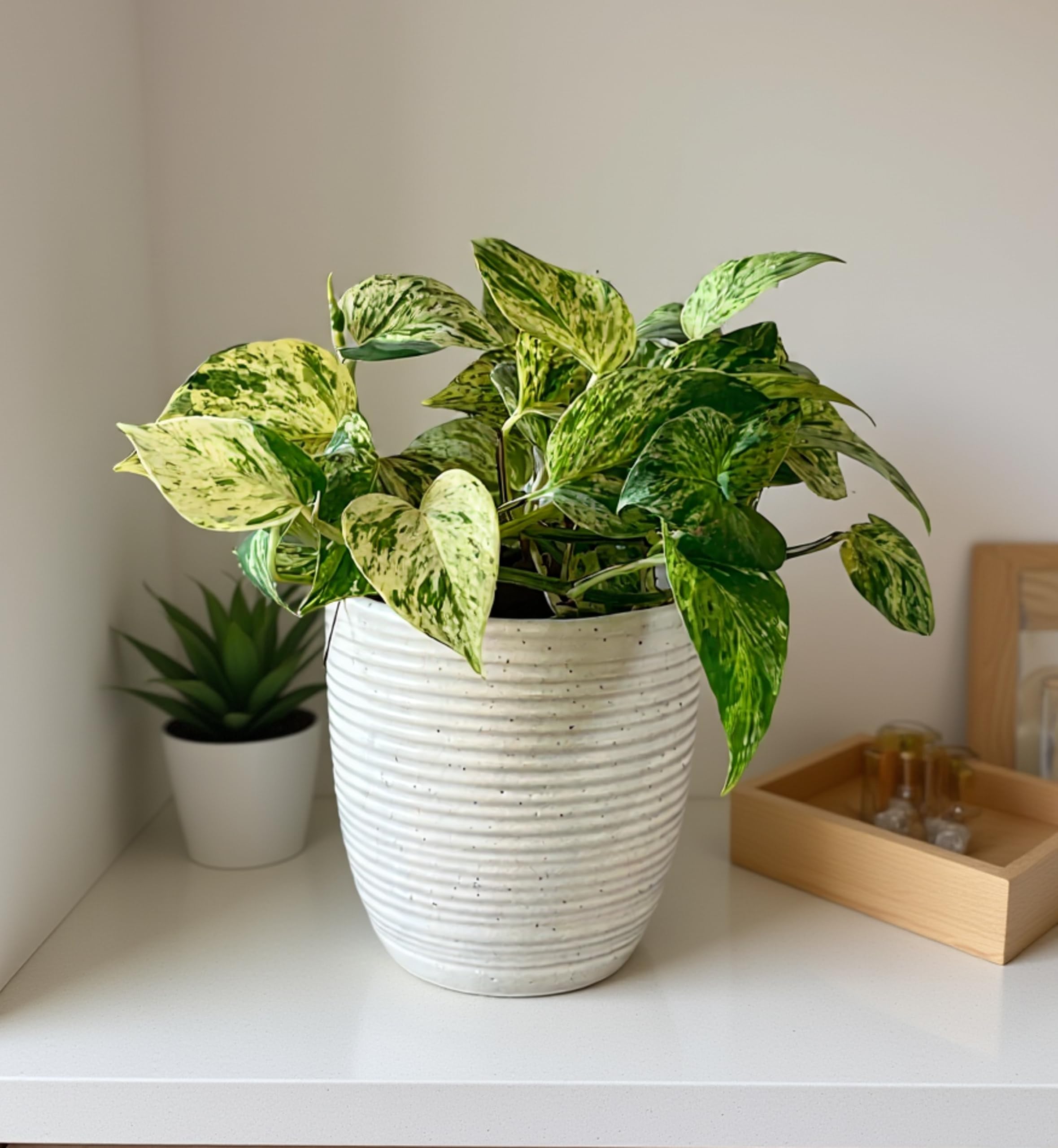 UrbanRoots Linea Ceramic Pot (Small)