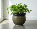 UrbanRoots Ribbed Round Ceramic Pot (10 inch) (Olive Brown)