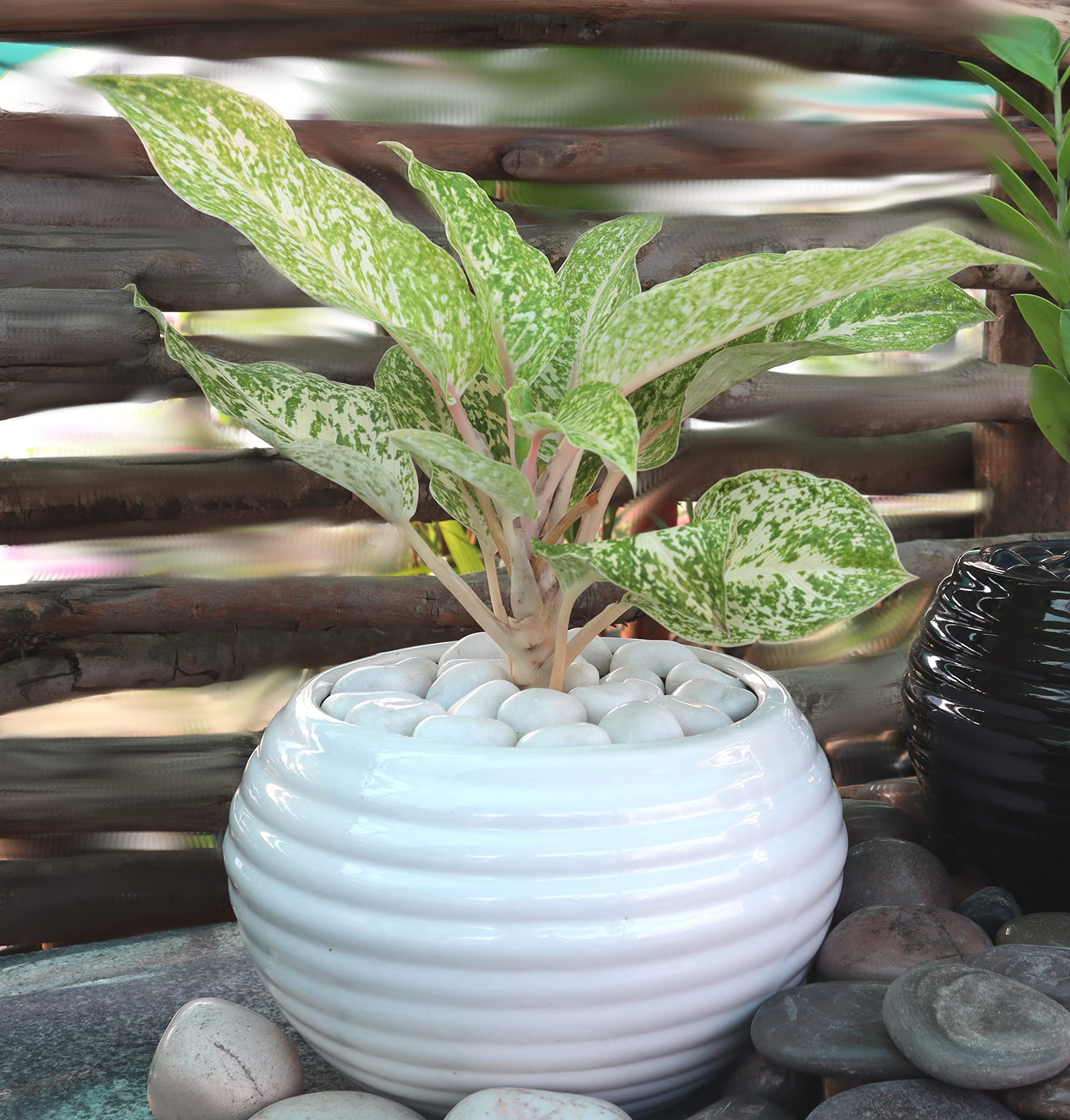 UrbanRoots Horizontal Ridges Big Round Ceramic Pot (8 inch) (White)