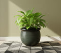UrbanRoots Ribbed Round Ceramic Pot (10 inch) (Avocado Green)