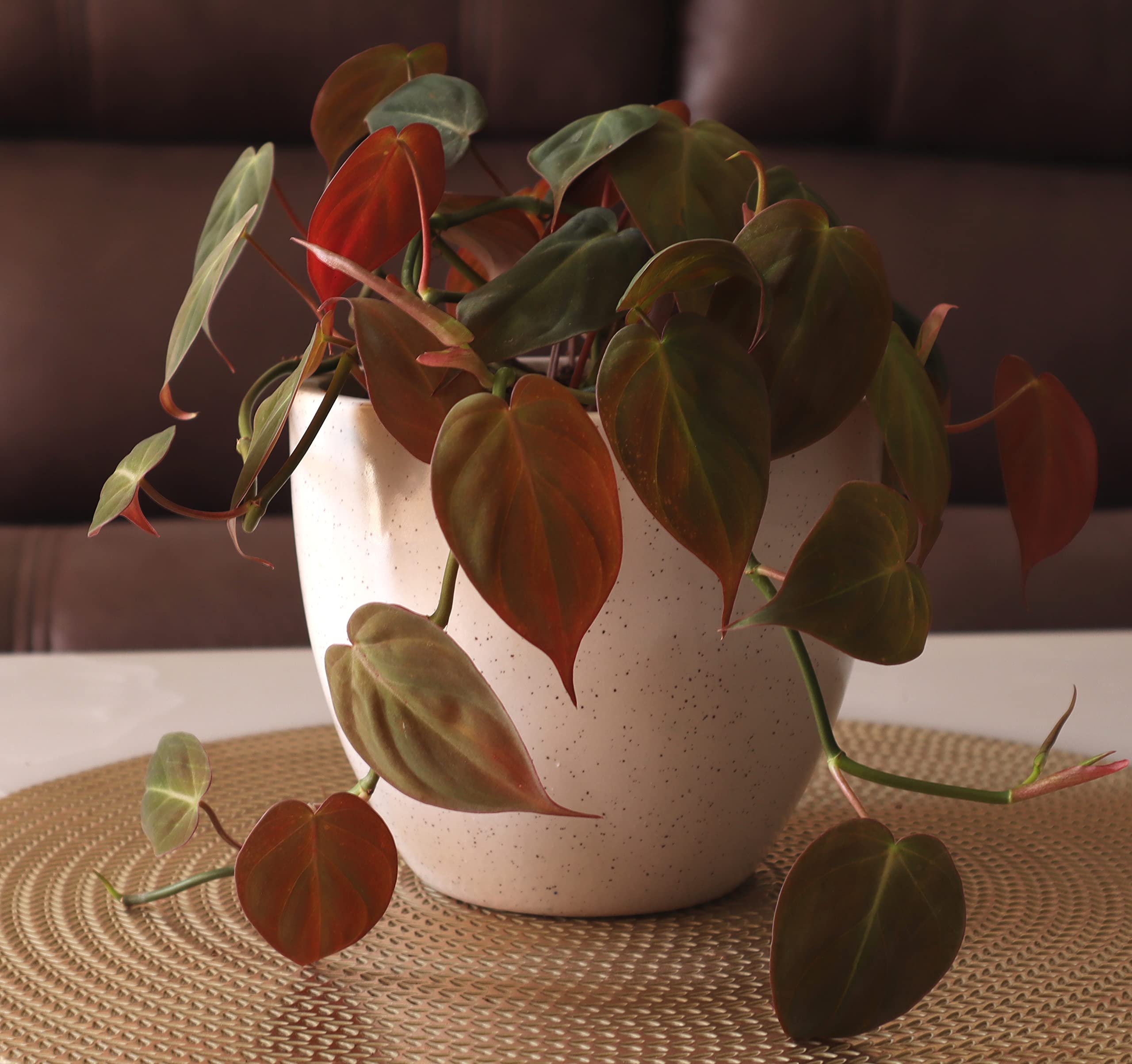 UrbanRoots Egg Ceramic Pot 5 Inch, Marble, White