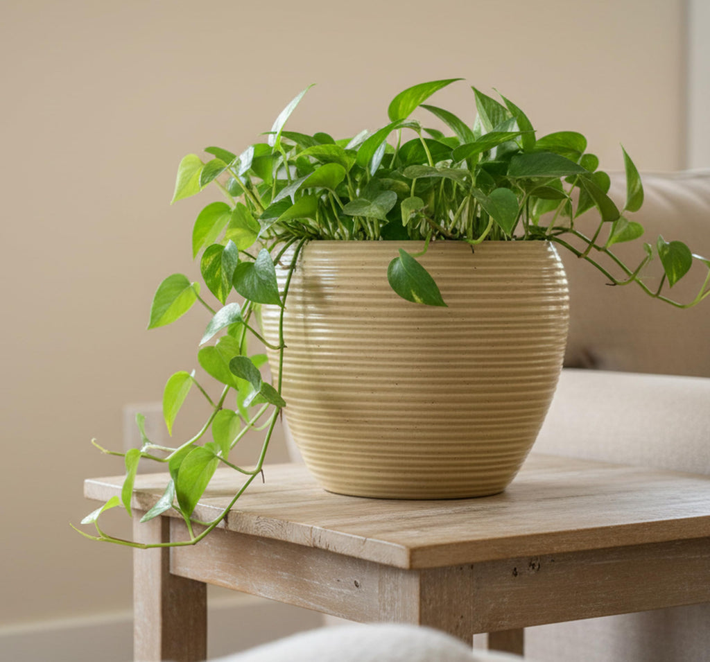 UrbanRoots Ribbed Apple Ceramic Pot (Big) (Beige)