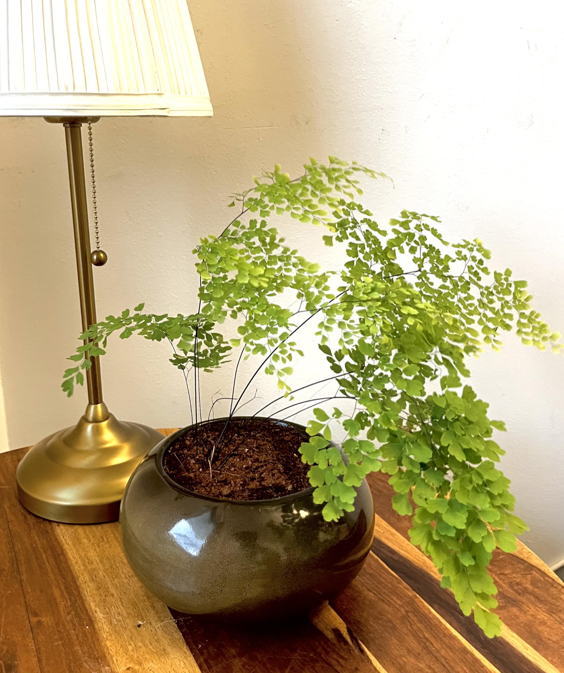 UrbanRoots Bonsai Ceramic Tray Pot (Olive Brown)