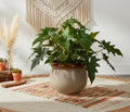 UrbanRoots Ribbed Round Ceramic Pot (10 inch) (Almond Brown)