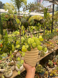 Silver Dollar Vine
