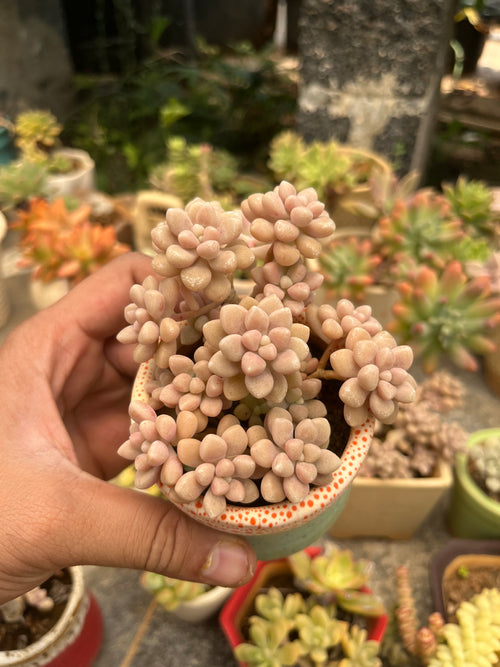 Graptopetalum Mirinae