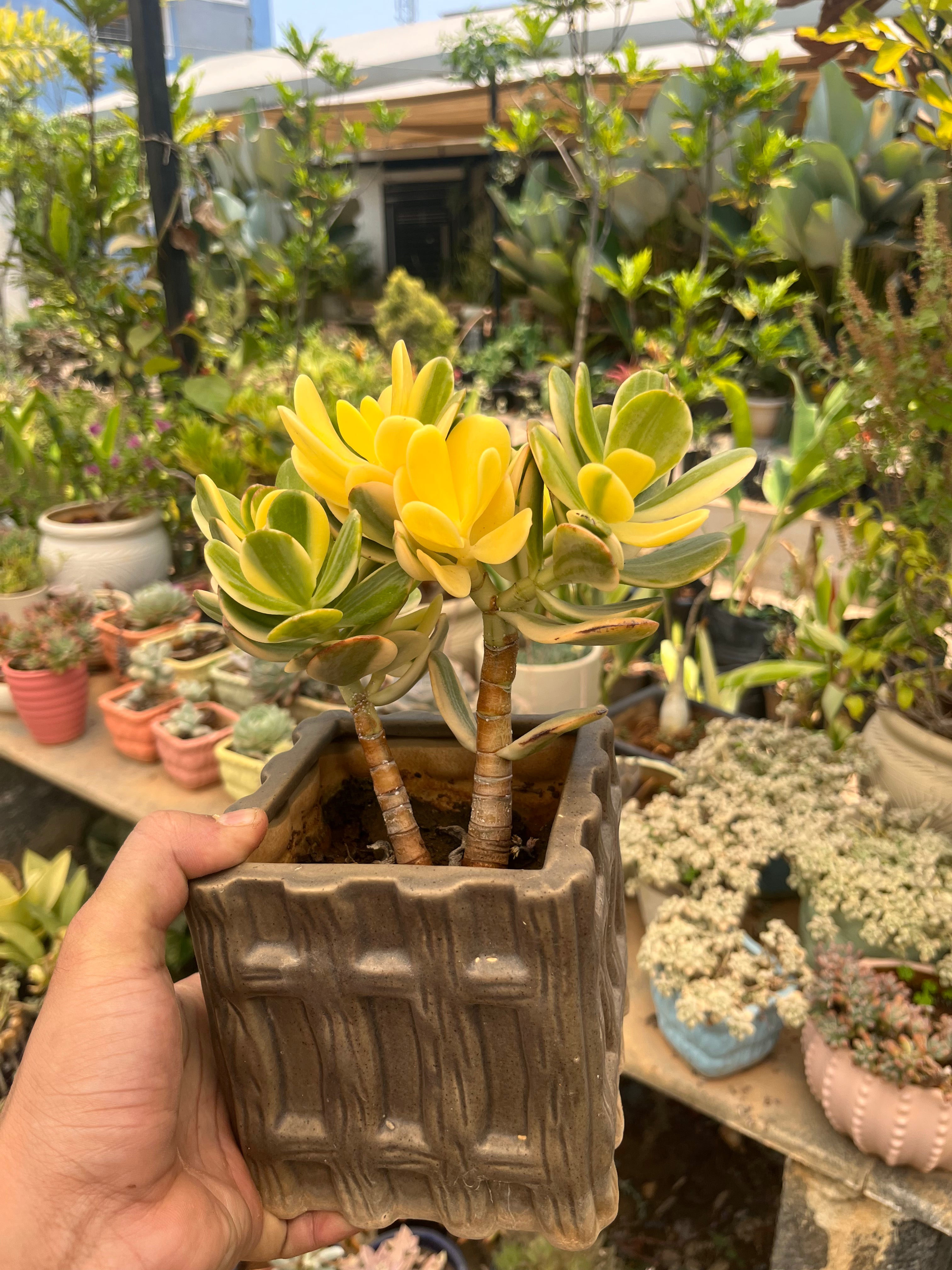 Crassula Ovata Var. Bonsai (Lemon Lime)