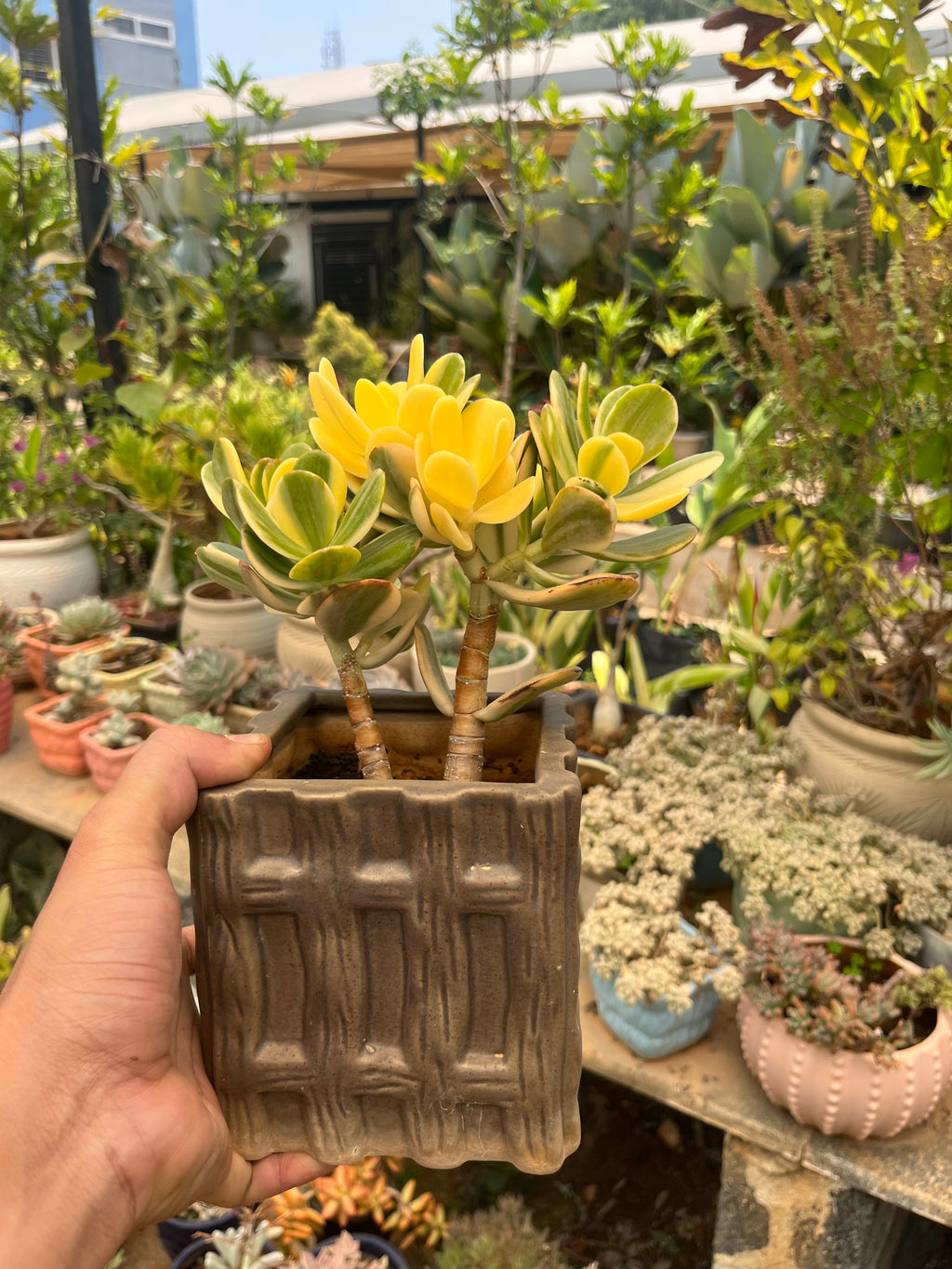 Crassula Ovata Var. Bonsai (Lemon Lime)