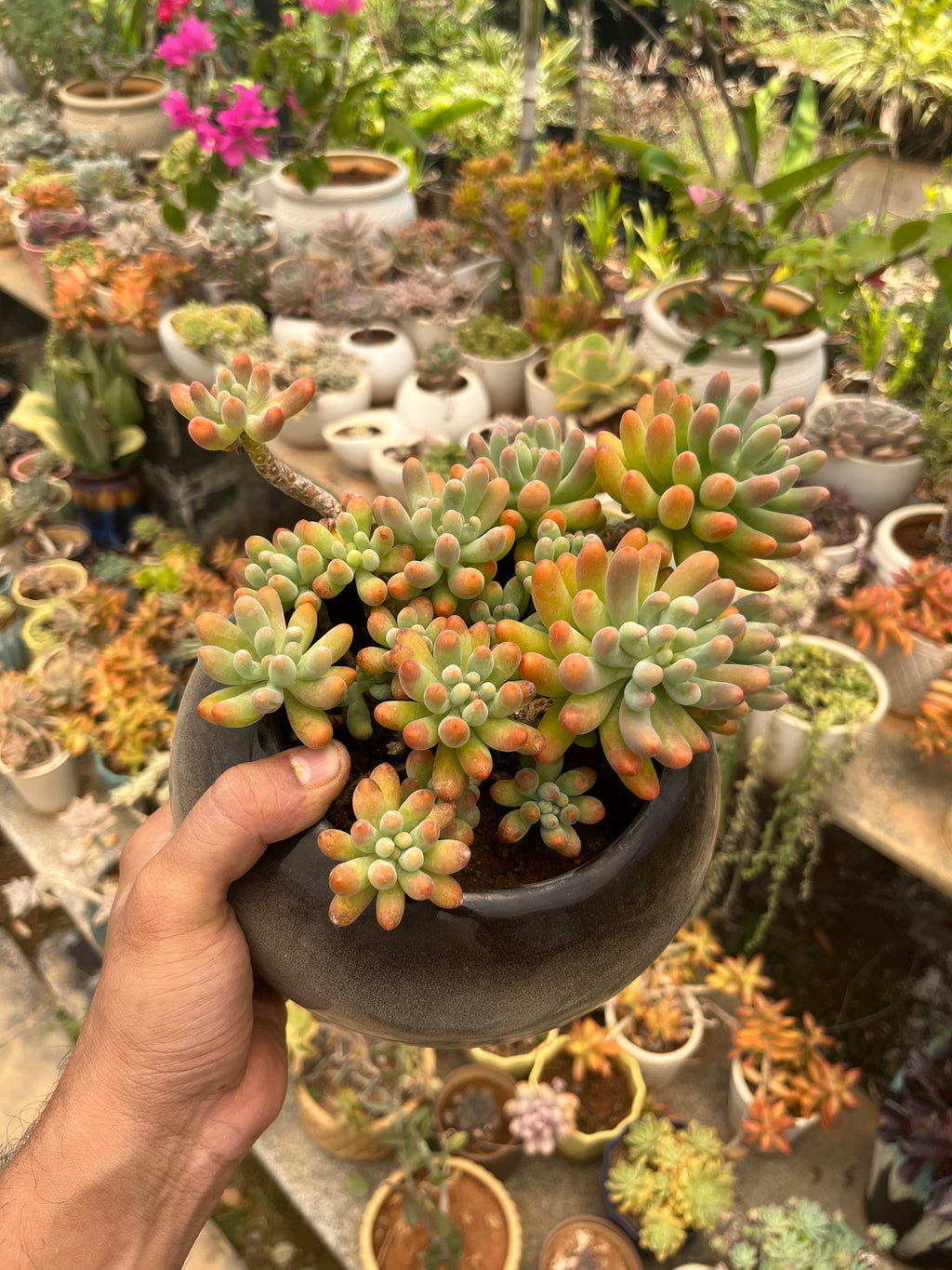 Sedum Jelly Bean in Space grey Ceramic Bonsai Pot
