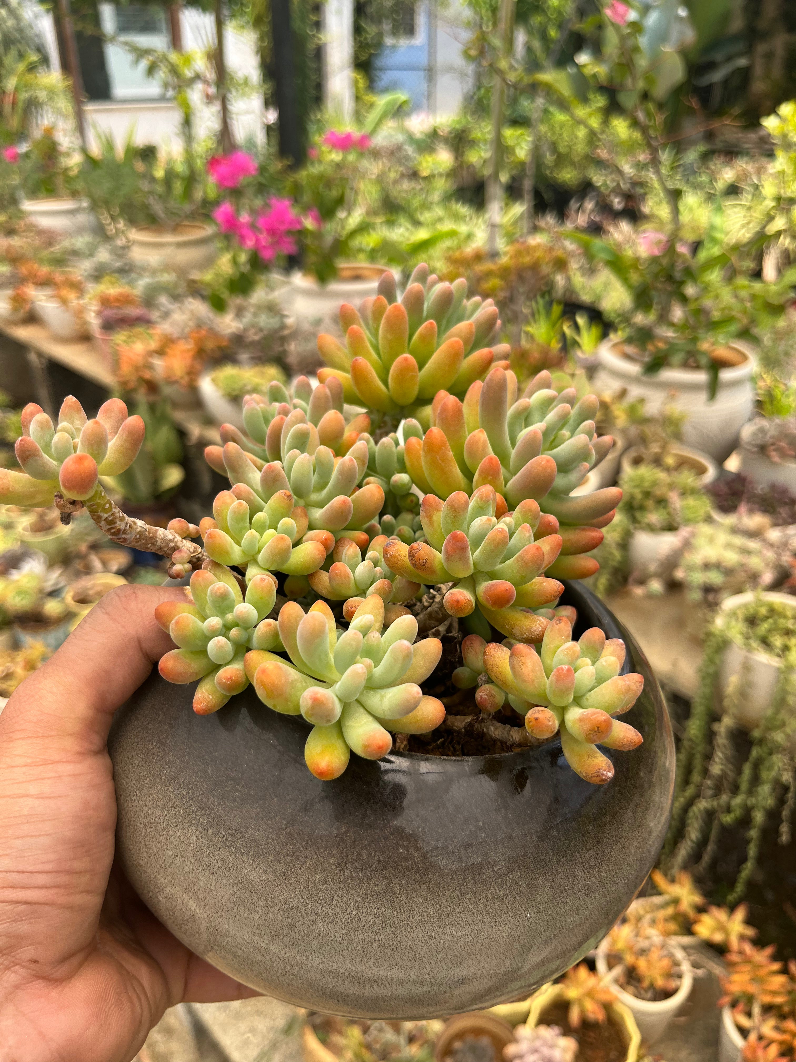 Sedum Jelly Bean in Space grey Ceramic Bonsai Pot