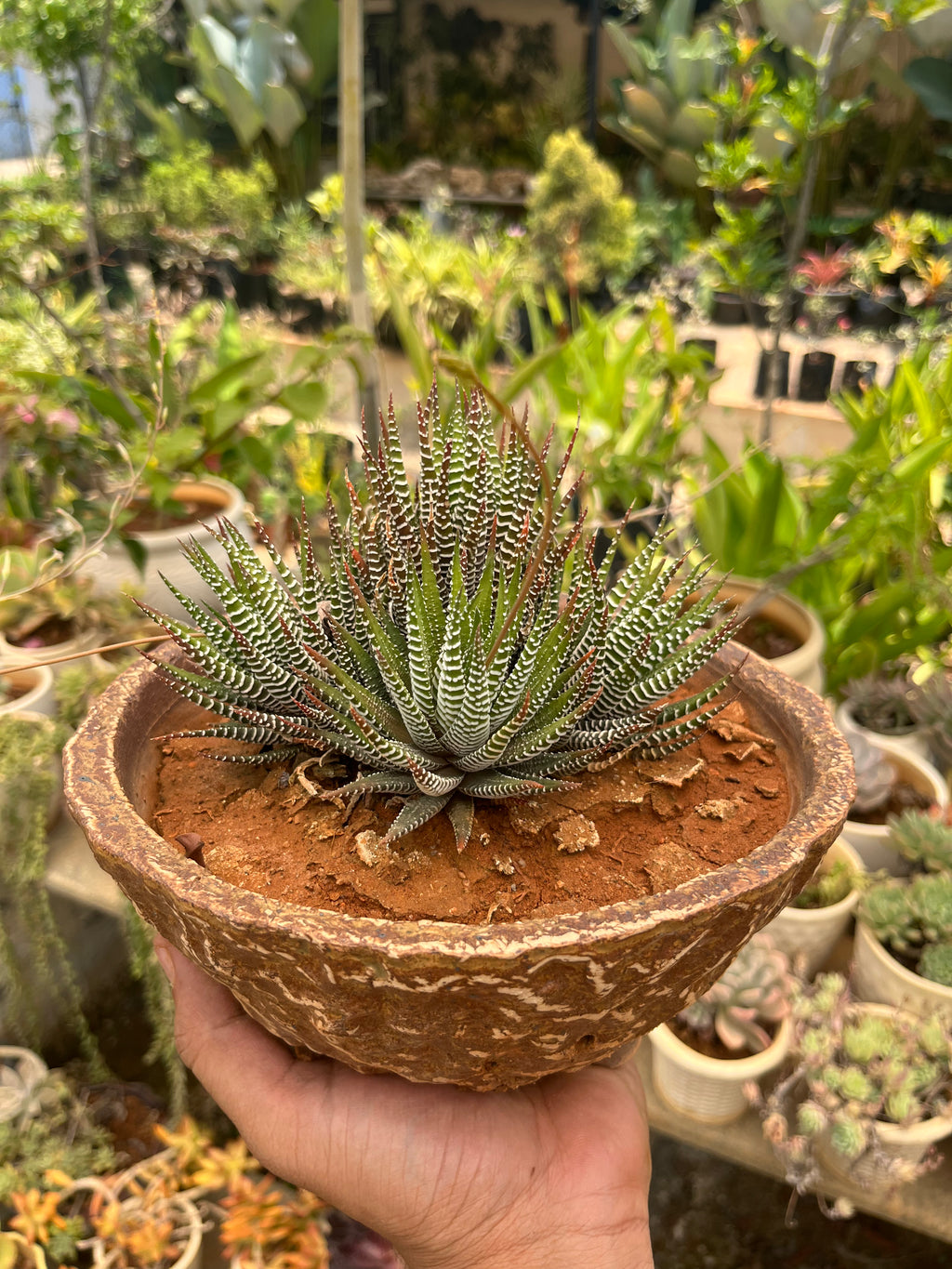 Haworthia Fasciata in Antique Bonsai Ceramic Pot