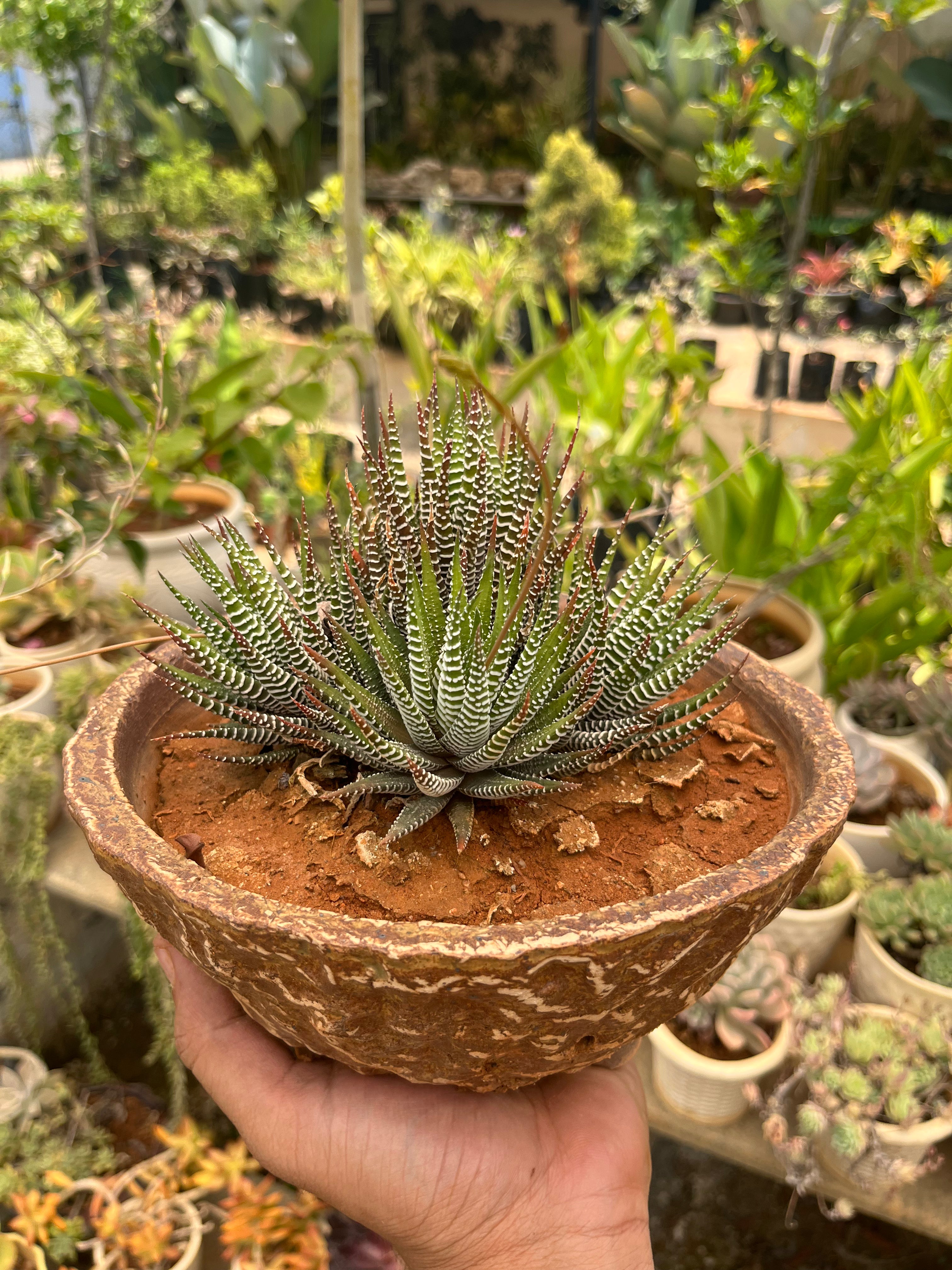 Haworthia Fasciata in Antique Bonsai Ceramic Pot