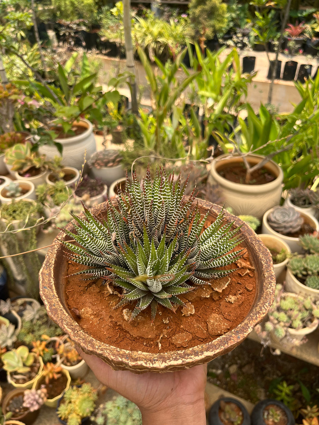 Haworthia Fasciata in Antique Bonsai Ceramic Pot