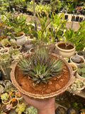 Haworthia Fasciata in Antique Bonsai Ceramic Pot