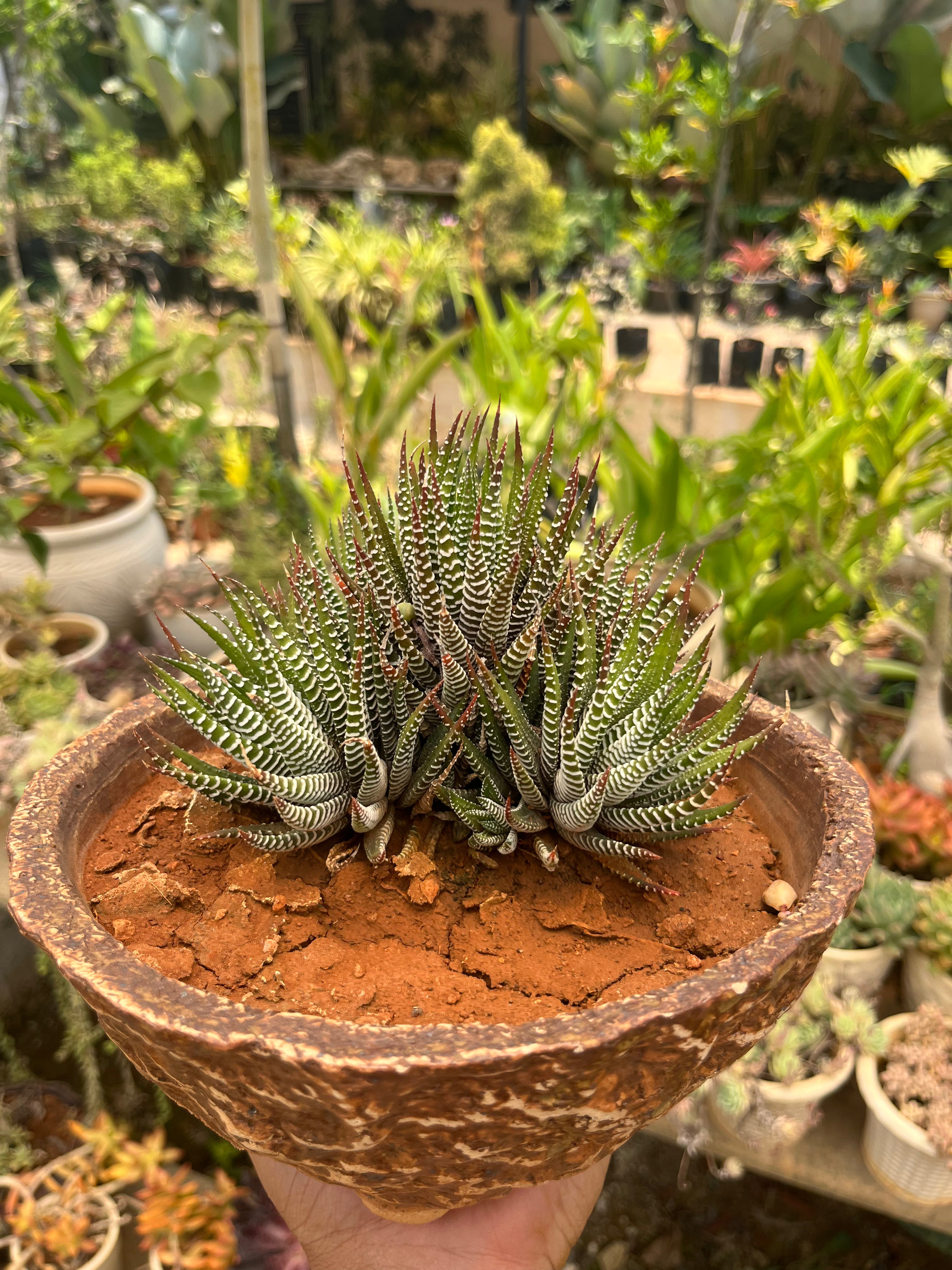 Haworthia Fasciata in Antique Bonsai Ceramic Pot
